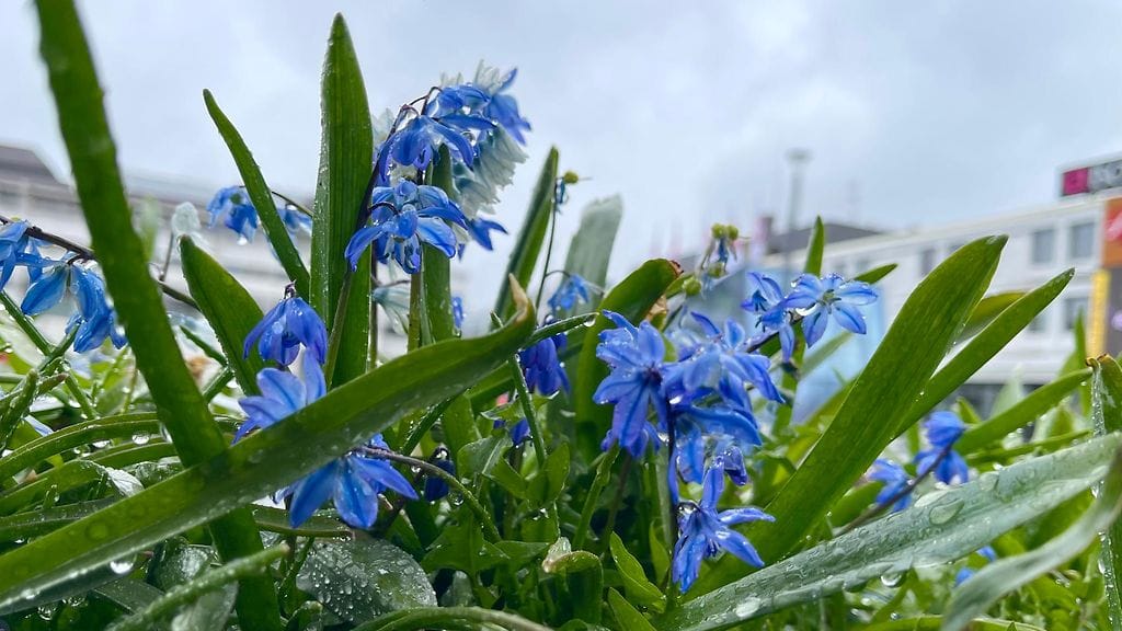 Kevään kukkia Lappeenrannassa 6. toukokuuta 2025.