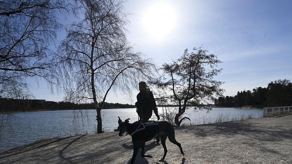 Koiranulkoiluttaja Seurasaaren edustalla Helsingissä 16. huhtikuuta 2021.