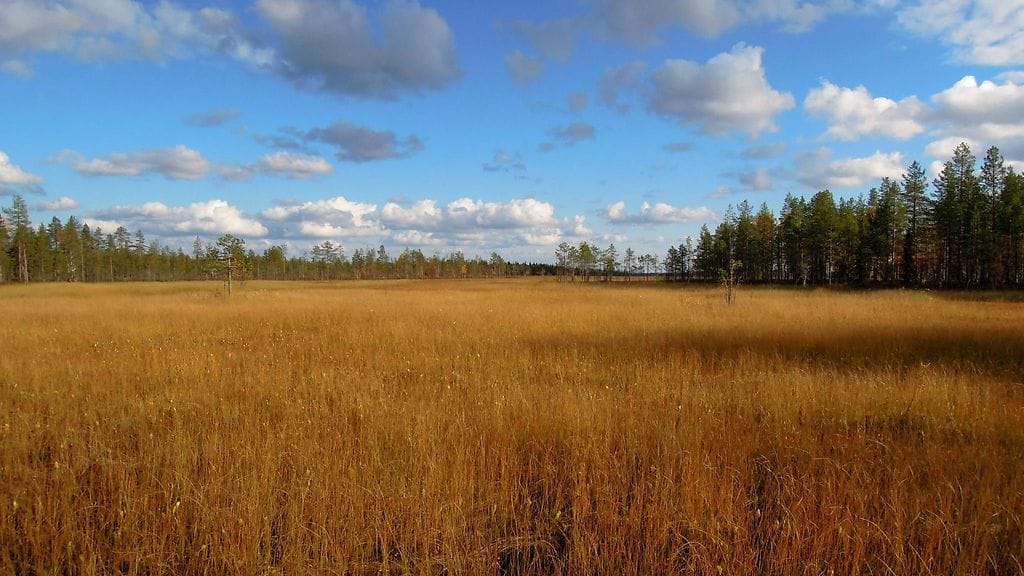 LK1205 Viiankiaavan luonnonsuojelualue Sodankylässä