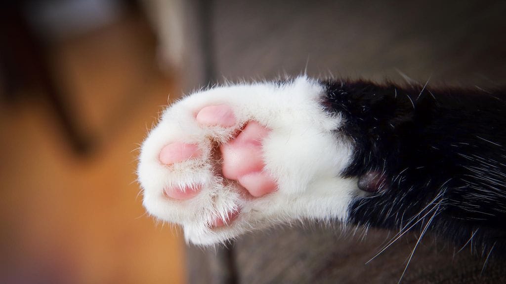 Omistajan vastuulla on huolehtia lemmikistään.