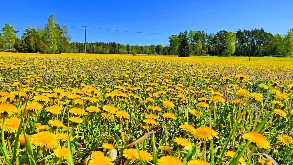 Voikukkia Uudessakaupungissa toukokuussa. Kuvituskuva.