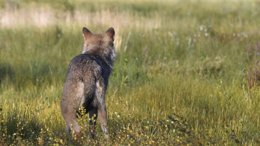 Susi oli myrkytetty strykniinillä, joka on erittäin voimakas myrkky.