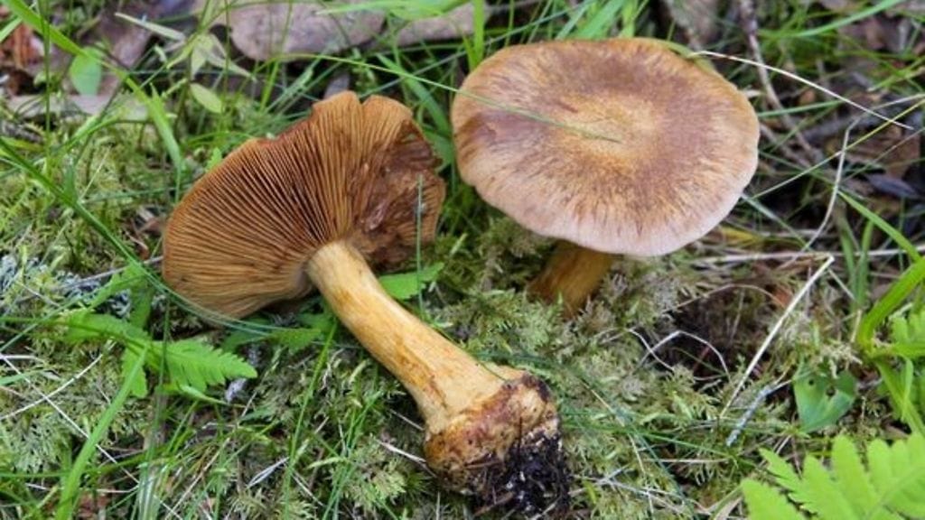 Suomenseitikki, uusi sienilaji