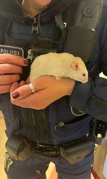 hamsteri