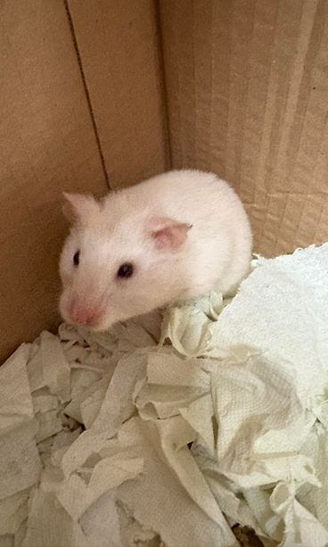 hamsteri 2