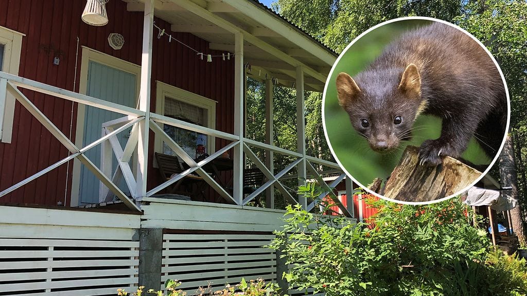 Näätää ei niin vain mökiltä häädetäkään metsästysajan ulkopuolella.