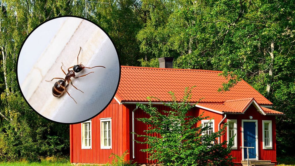 Ensisijaisesti kannattaa kokeilla ratkaista muurahaisongelma ilman kemikaaleja.