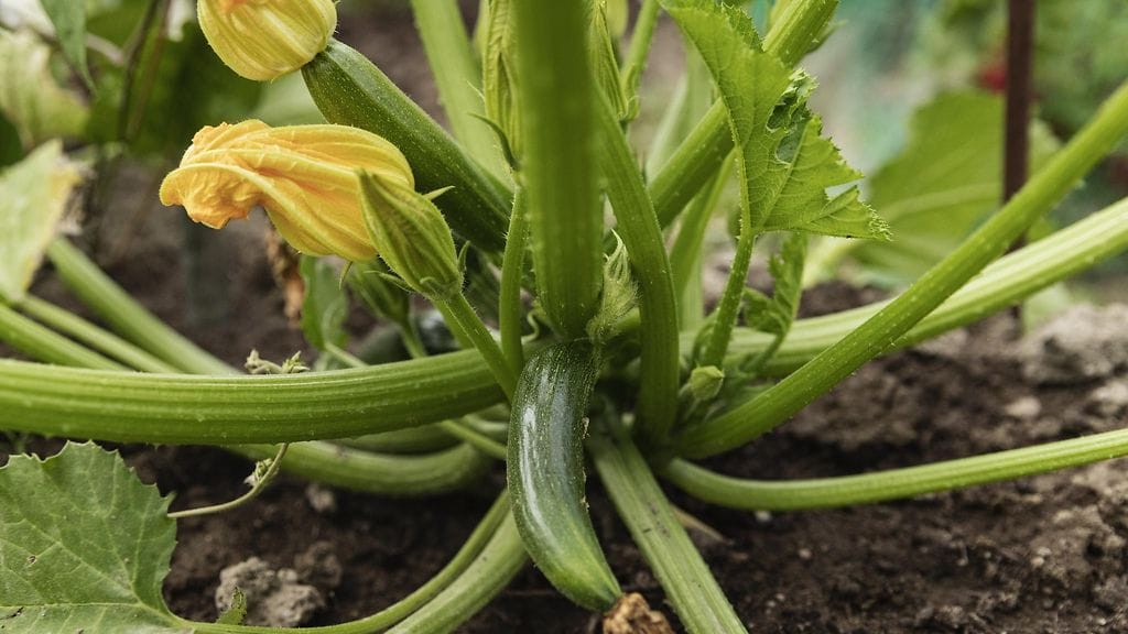 Kesäkurpitsa kukoistaa Suomen kesäoloissa.