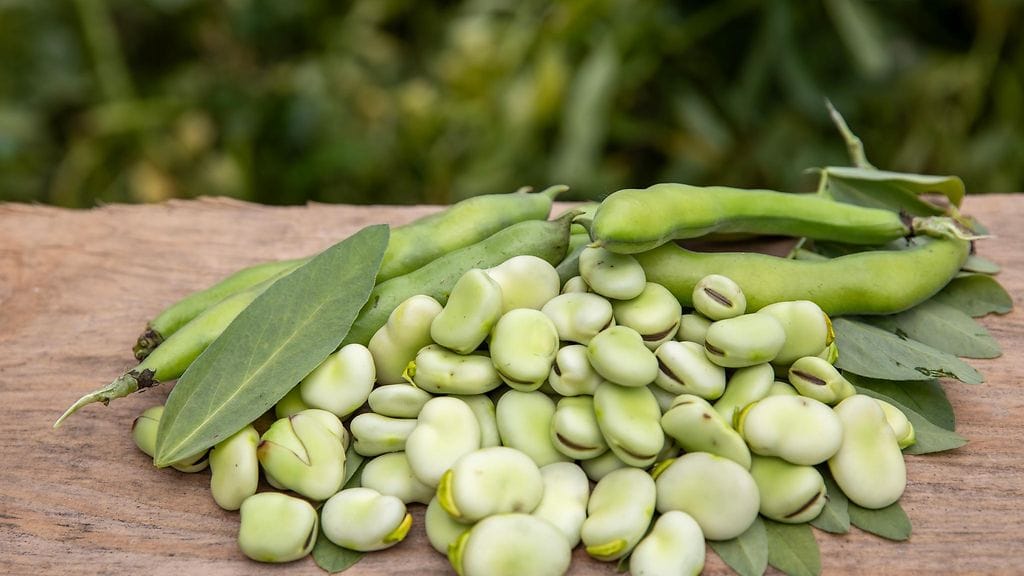 härkäpapu härkäpavut