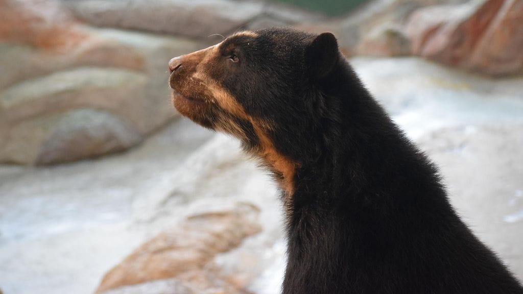Silmälasikarhu Tao Ähtäri Zoo