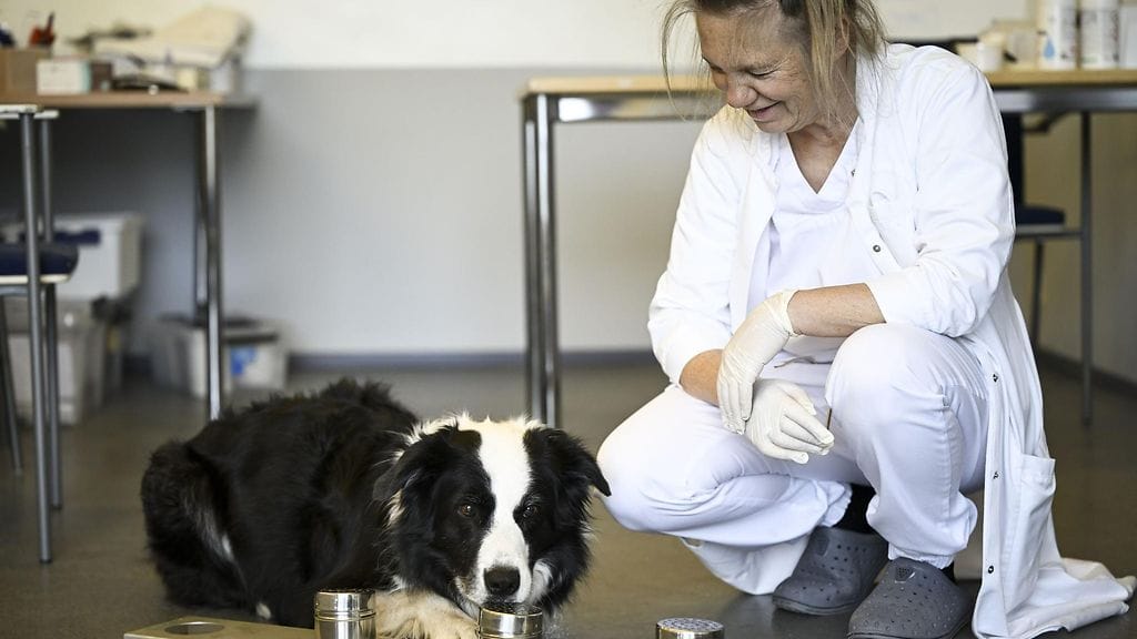 150819323 LK 1.6.2025 syöpäkoira