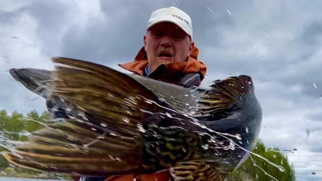 138 senttiä pitkä ja yli 17-kiloinen otus ui Janne Vepsäläisen vieheeseen kirkasvetisellä järvellä Sisä-Suomessa. 2