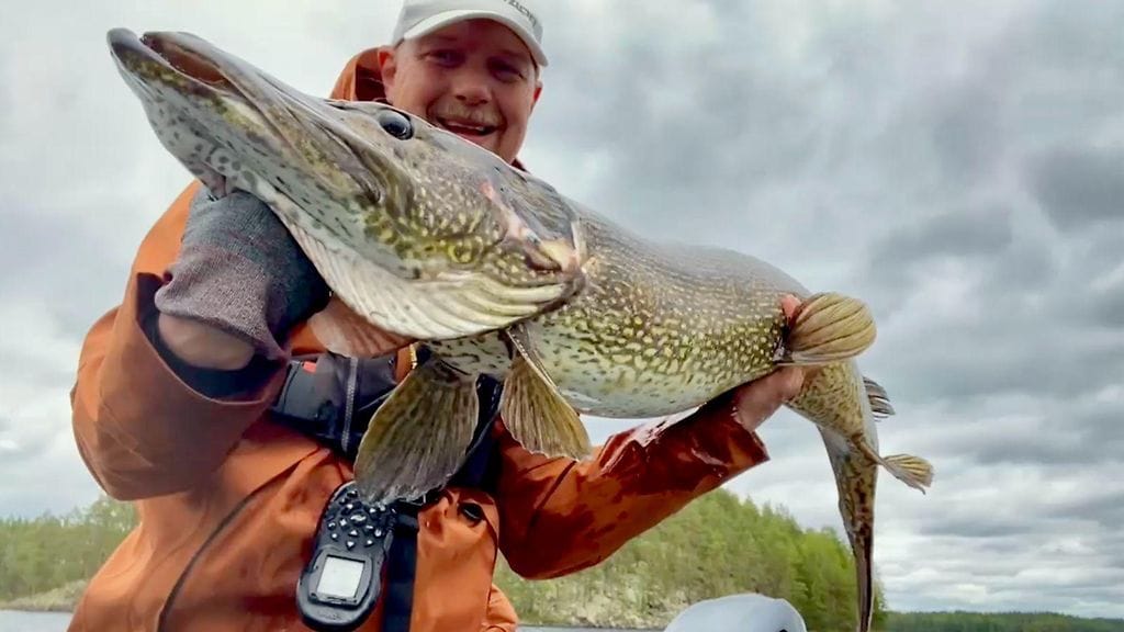 138 senttiä pitkä ja yli 17-kiloinen otus ui Janne Vepsäläisen vieheeseen kirkasvetisellä järvellä Sisä-Suomessa. 3