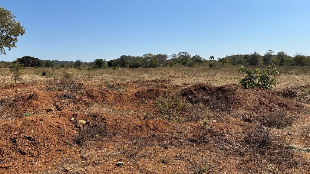 Simon Jongwen kullankaivuupalstaa