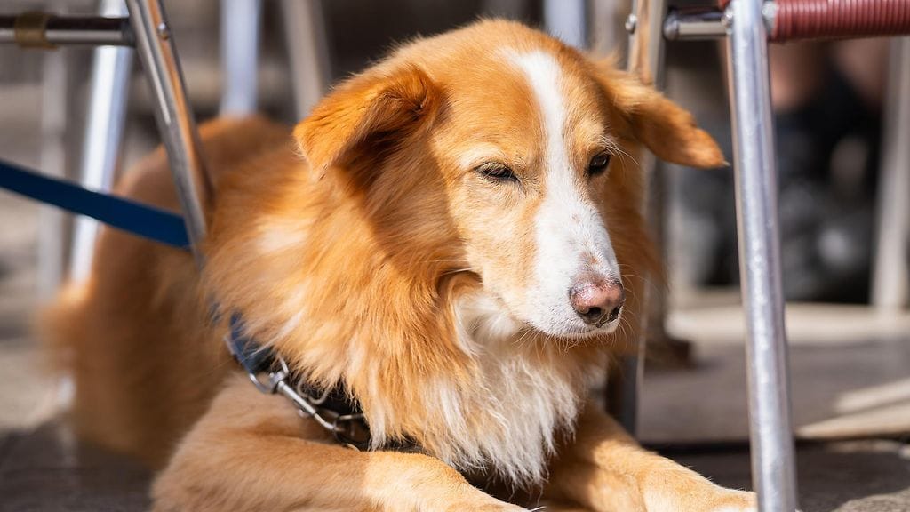 Kuvan koira on rodultaan noutaja, kuten Briteissä karannut Amberkin.