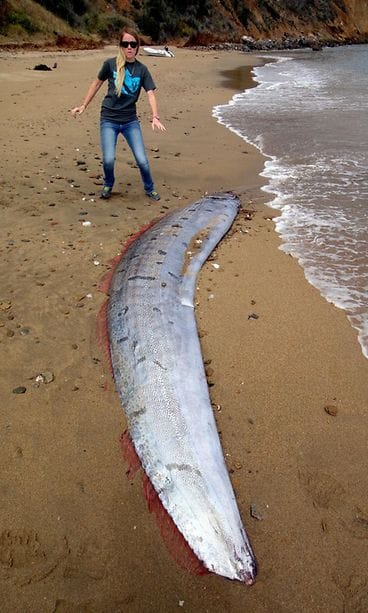 AOP Tämä airokala huuhtoutui rannalle Kaliforniassa Yhdysvalloissa 1. kesäkuuta 2015.