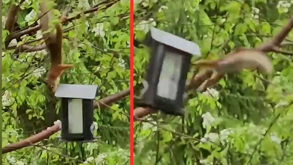 0306-netti-oravatemppu