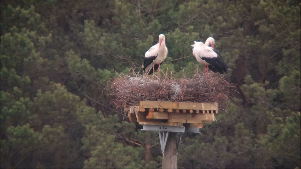 Kattohaikarat Turussa, lukijan kuva