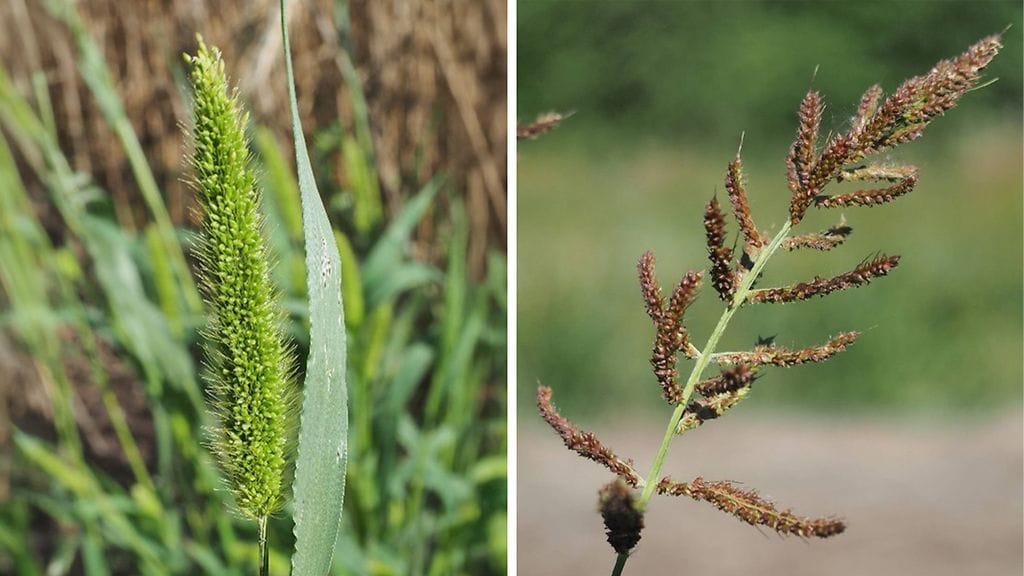 Kumpikin kasvi on eksoottisen näköisiä verrattuna luontaisesti Suomessa esiintyviin heiniin, Ruokavirasto kertoo.