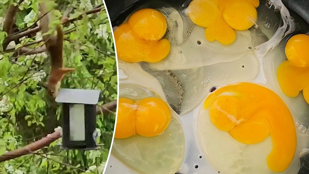 Kari hämmästyi oravan tempusta, ja Nina ihmetteli kananmunakennon sisältöä. Lue kaikki hyvät uutiset alta!