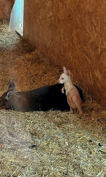 0606 Albiinokenguru seisoo