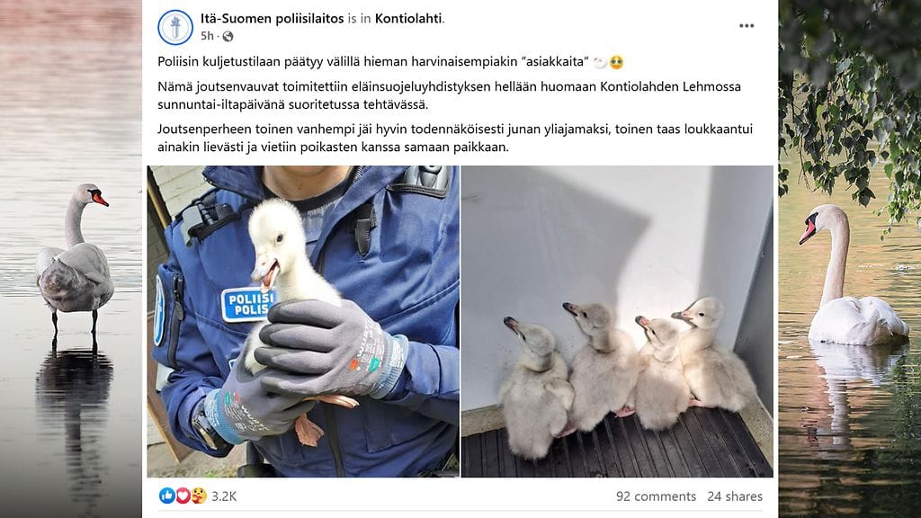 Itä-Suomen poliisilaitos jakoi Facebookissa kuvan turvaan auttamistaan joutsenen poikasista.