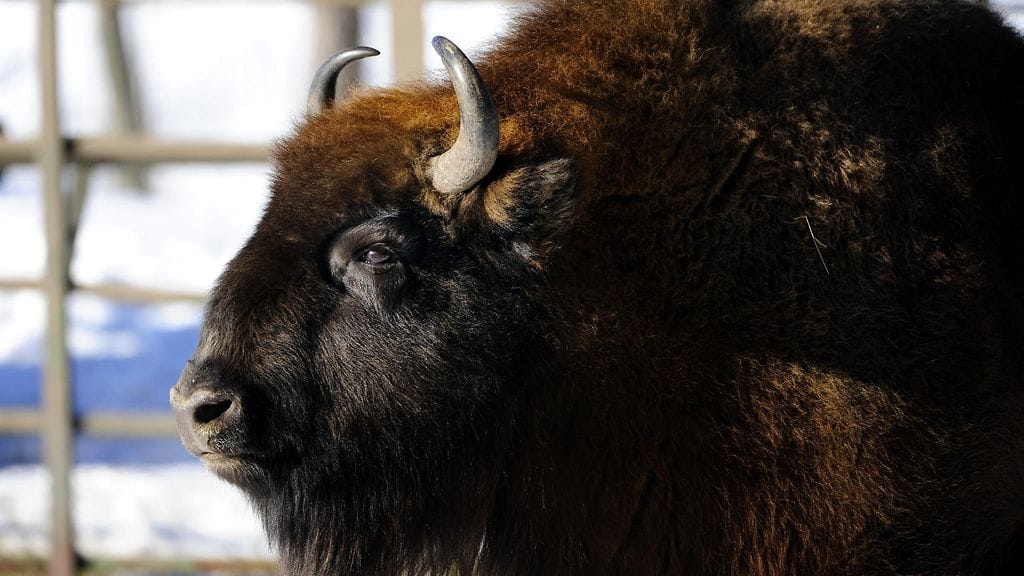 Biisonit liikkuvat aktiivisesti aamuyöllä ja aamulla. Tämä yksilö kuvattiin Korkeasaaressa 15. helmikuuta 2009.