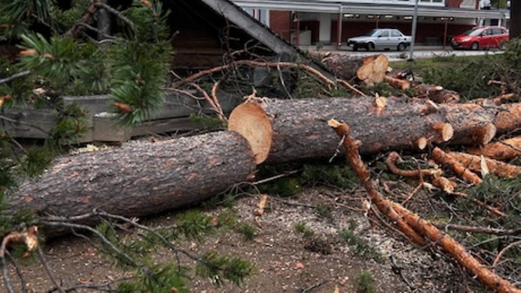 Erälukion pihasta kaadettiin neljä mäntyä turvallisuussyistä, Enontekiön kunta kertoo.