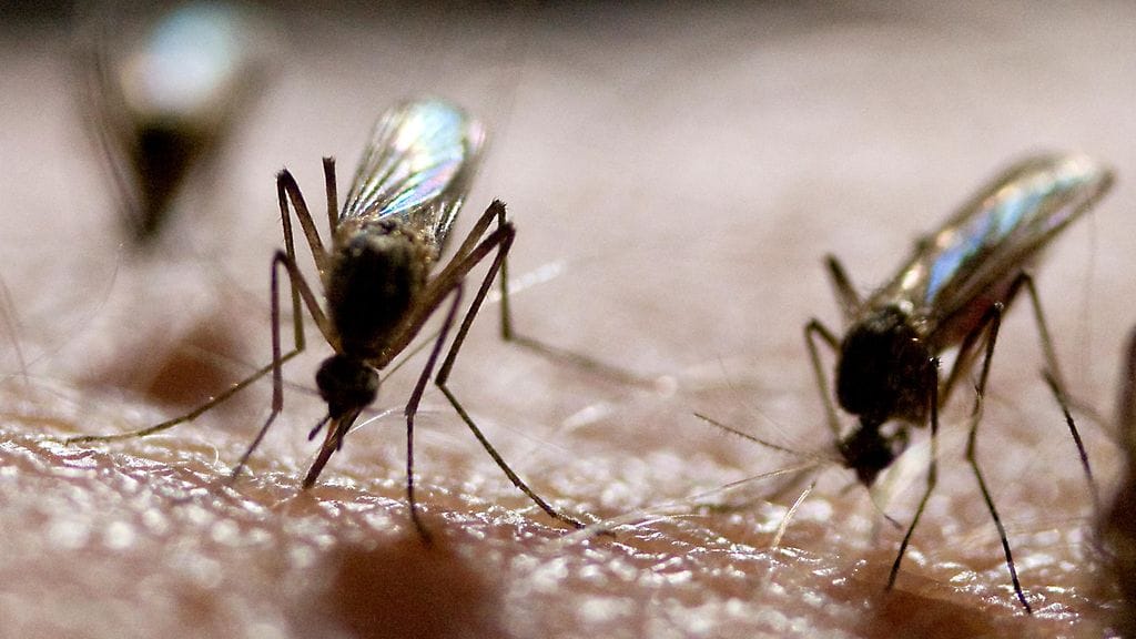 Suomessa ja Ruotsissa käynnistyvä tutkimus voi mahdollistaa luotettavien hyttysennusteiden tekemisen tulevaisuudessa.