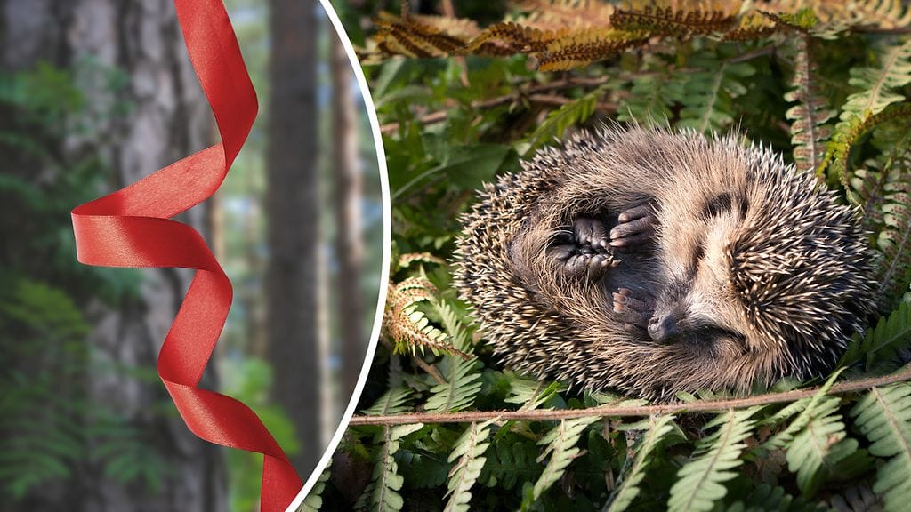 Yksinkertainen merkintävinkki voi pelastaa hengen ja säästää auttajien aikaa. Kuvituskuvan siili ei ole loukkaantunut.