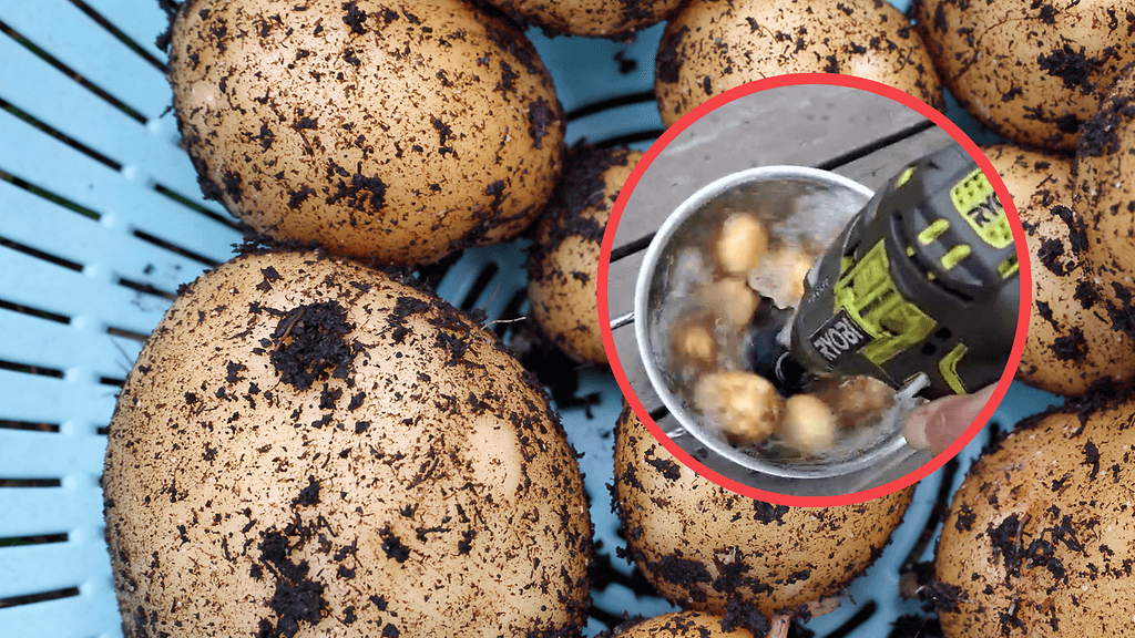 1706-timopeseeperunoita