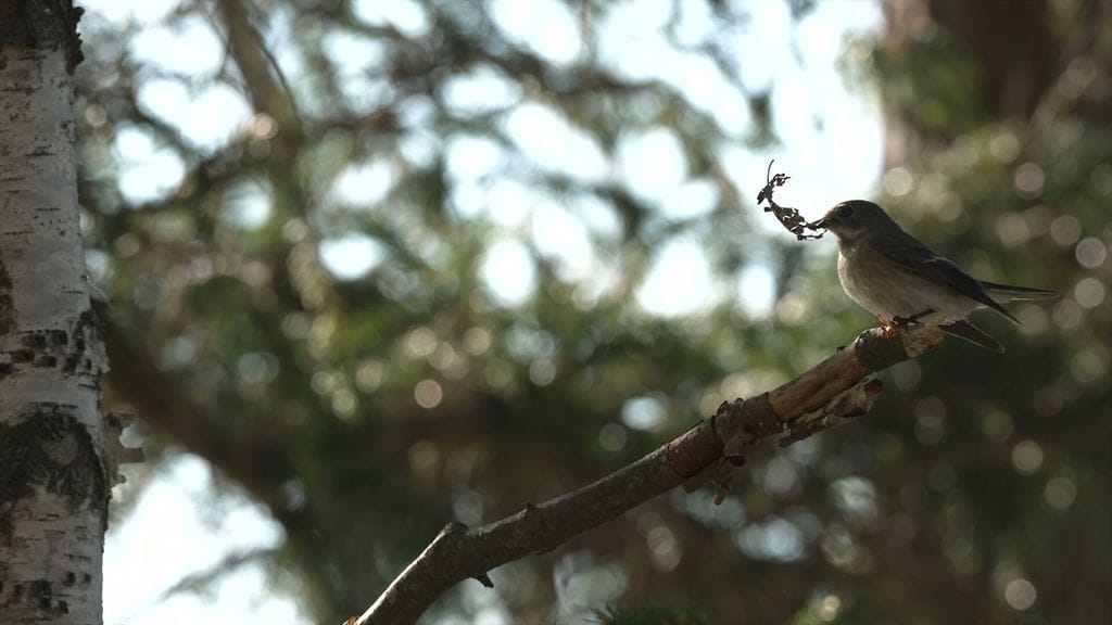 Pikkulintuja tutkittiin – tulos yllätti tutkijat täysin