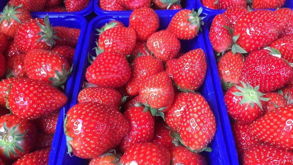 Mansikkakauden odotetaan olevan pitkä ja tasainen.