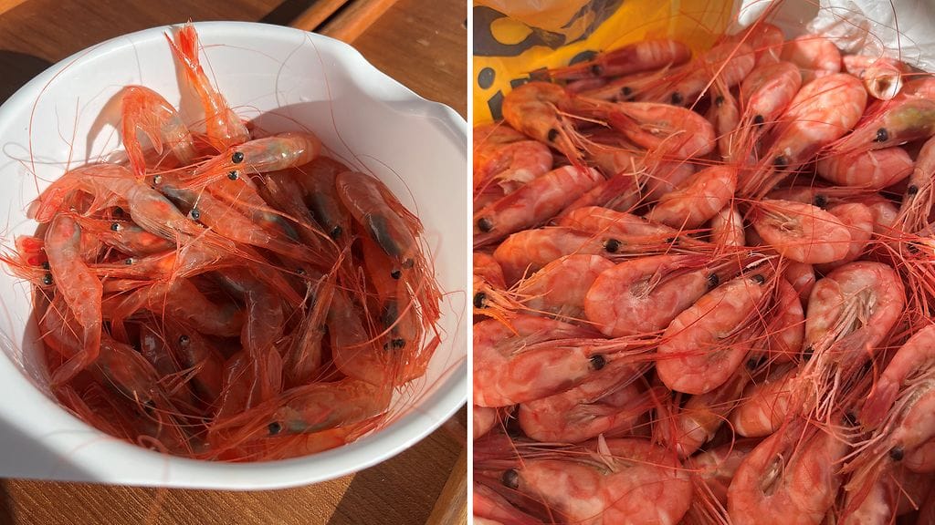 katkaravut raaka kypsä Norja