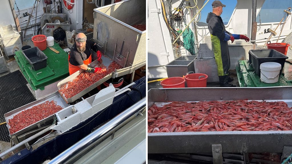 Katkaravut katkaraputroolari norja