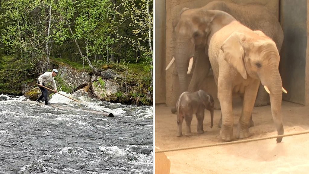 Jarmolla on hauska harrastus. Saksalaiseen eläintarhaan saatiin suloista perheenlisäystä.