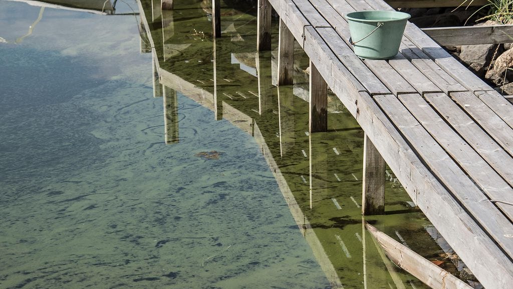 Tänä juhannuksena sinilevän määrä on vähäistä.