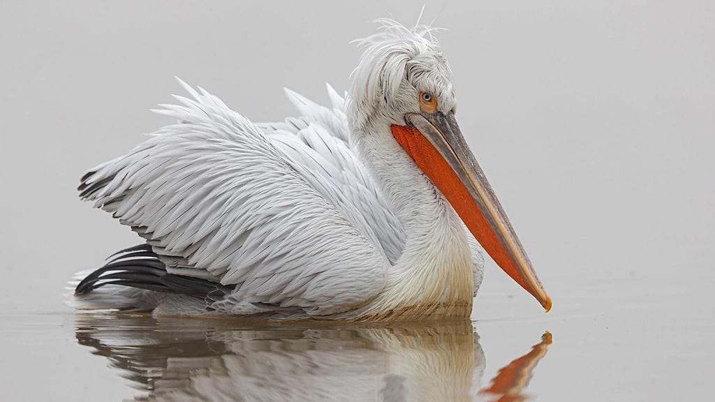 AOP Kiharapelikaani (Pelecanus crispus) Kerkini-järvellä Kreikassa.