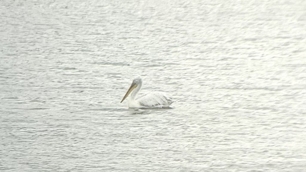 Kuva ensimmäisestä Suomessa havaitusta kiharapelikaanista. Kuva: Karoliina Hämäläinen.