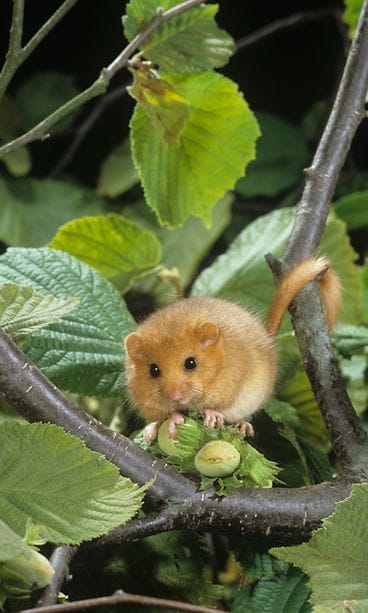 AOP Pähkinähiiri (Muscardinus avellanarius) lempipaikassaan: pähkinäpuussa.