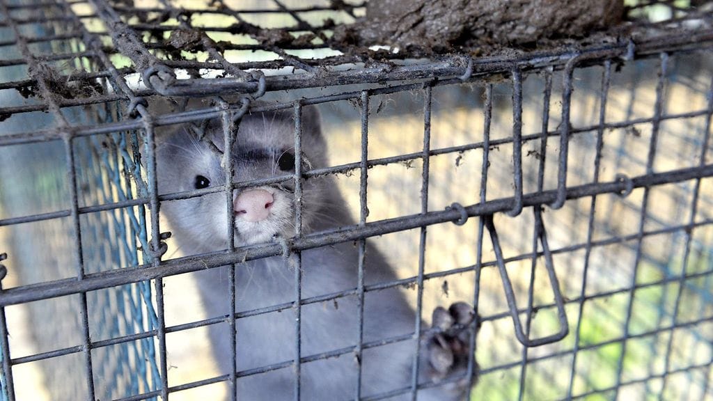 Minkit ovat sekä Suomen kansallisessa että EU:n vieraslajiluettelossa.