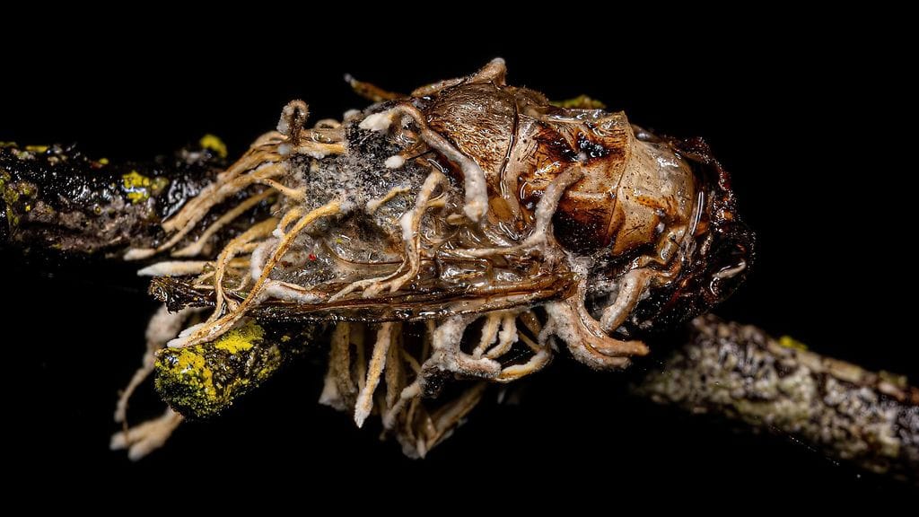 Arkistokuvassa Ophiocordyceps-suvun sienen tartuttama kärpänen.