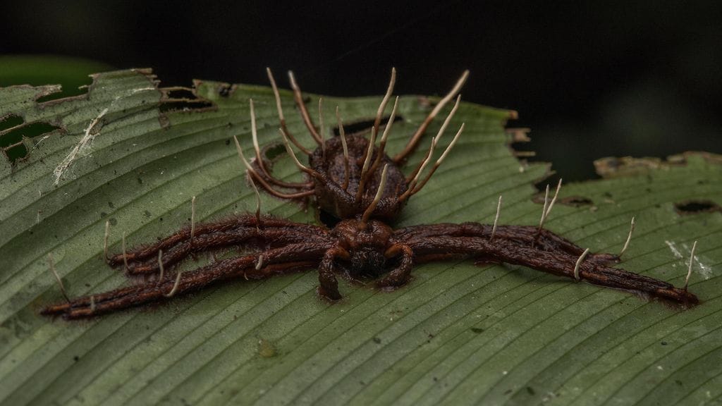 "Zombisienen" tartuttama hämähäkki.