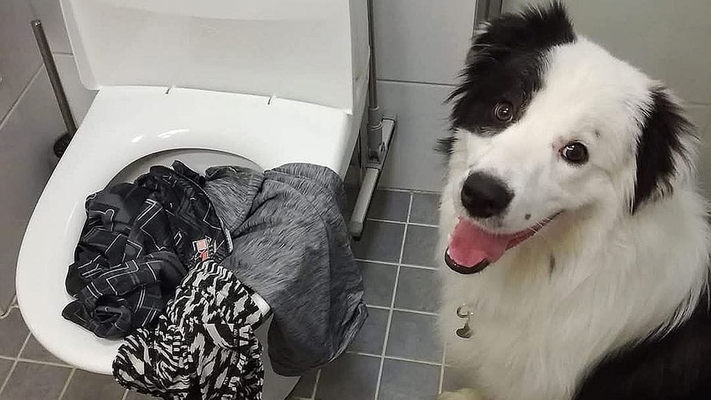 Riemu-koira luuli pentuna laittaneensa pyykit pesukoneeseen.