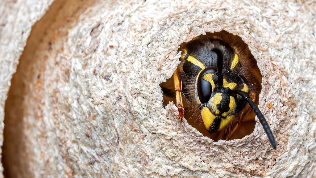 Ampiaispesä hävitettiin radioaktiivisena jätteenä.