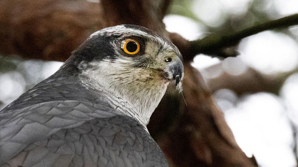 Poliisi epäilee, että kanahaukan poikaset ammuttiin pesäänsä Kuusamossa.