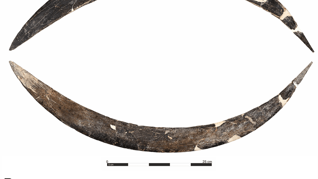 Puolasta löydetty 40 000 vuotta vanha bumerangi on säilynyt poikkeuksellisen hyväkuntoisena.