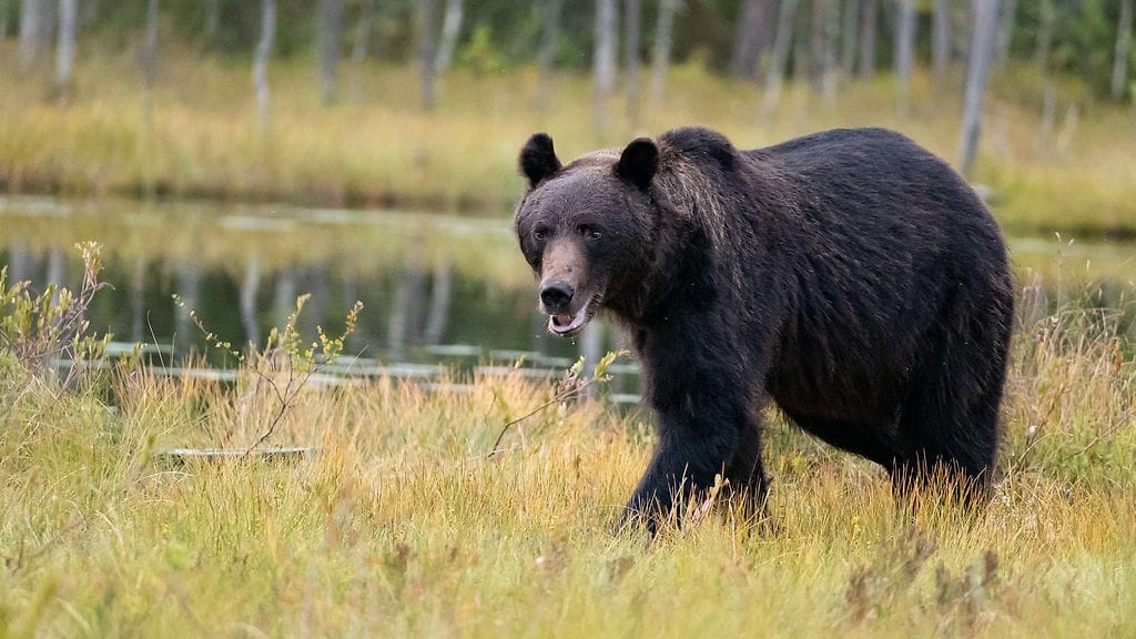 Karhu ei välittänyt ihmisistä tai haukkuvista koirista.