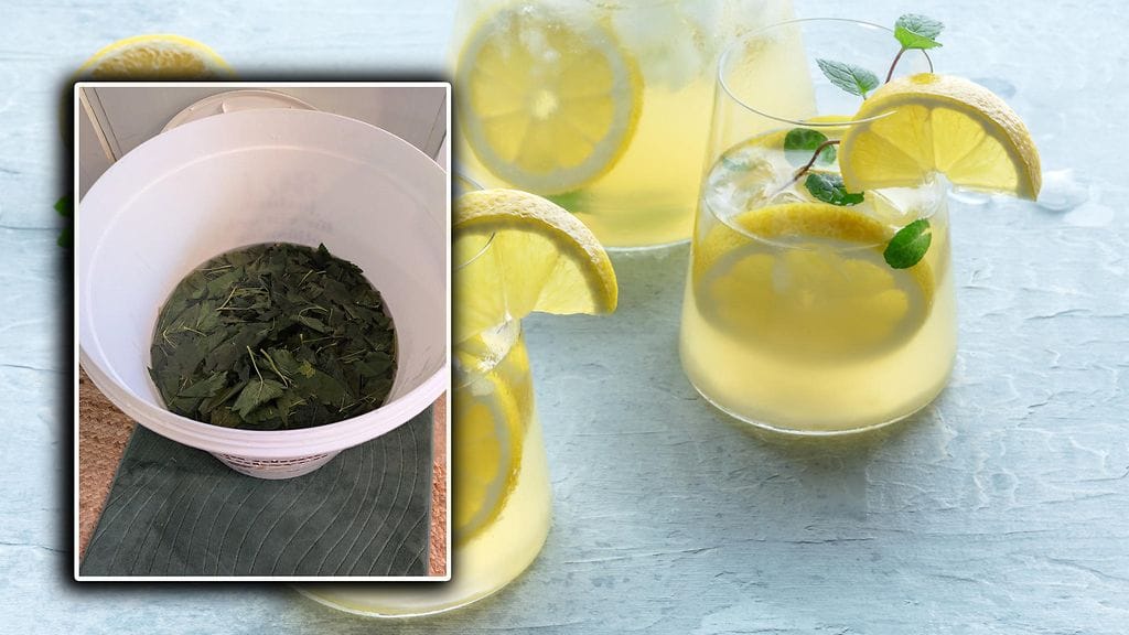 Oletko maistanut kesäistä juhlajuomaa, joka valmistetaan mustaherukan lehdistä?