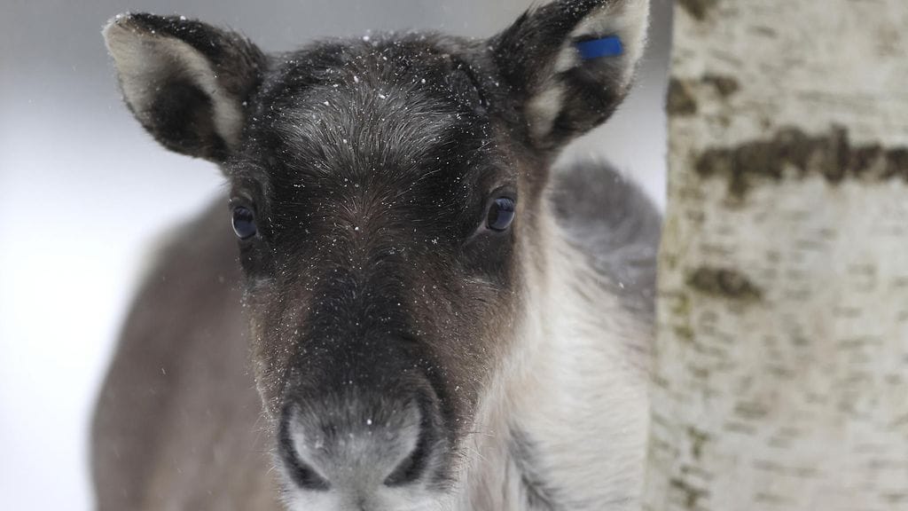 Metsäpeura kuvattuna Ranuan eläinpuistossa.